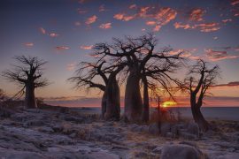 visitare il botswana